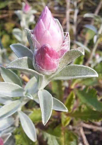 Syncarpha canescens pink buds